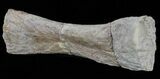 Mosasaur (Platecarpus) Paddle Digit - Kansas #61470-3